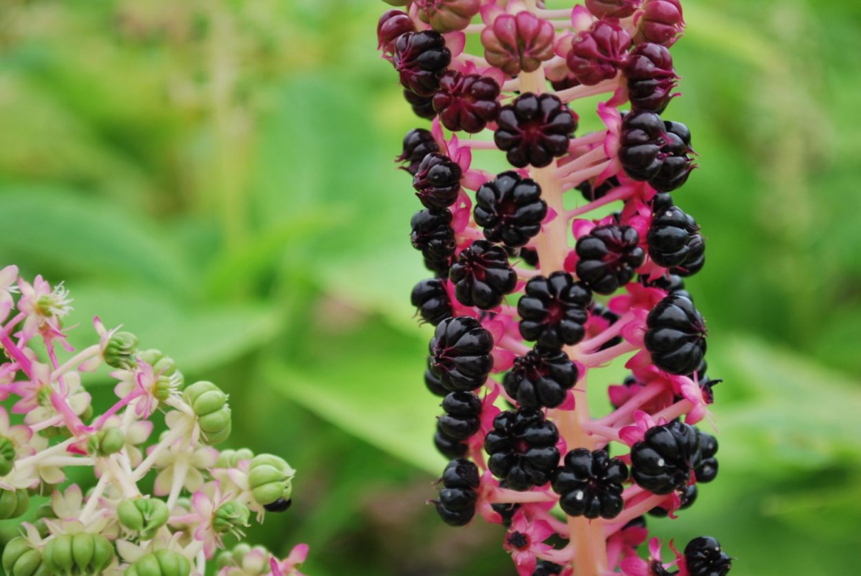 Лаконос костянковый фитолакка костянковая