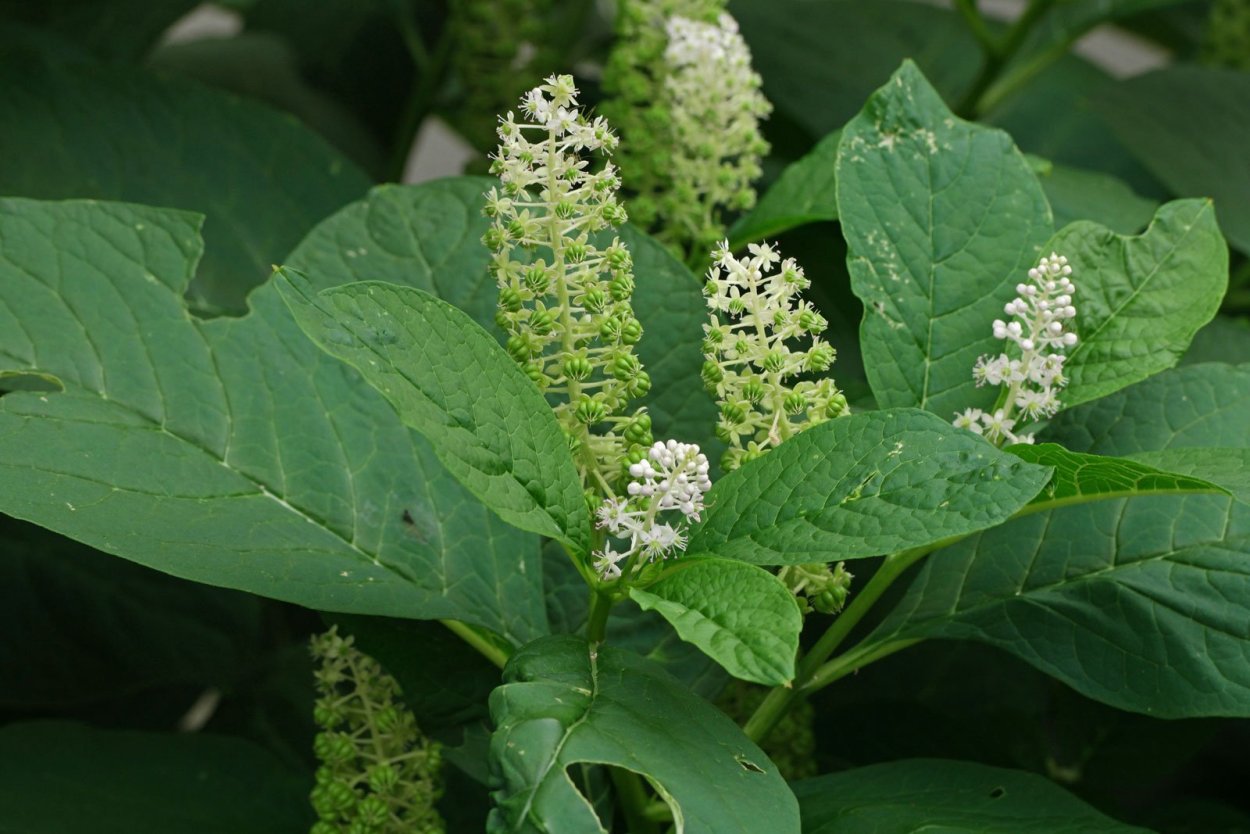 Фитолакка (Phytolacca Americana)