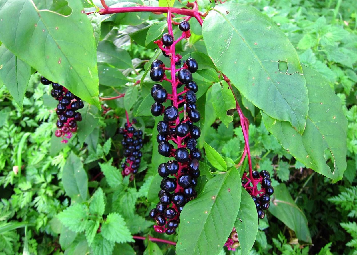 Лаконос ягодный