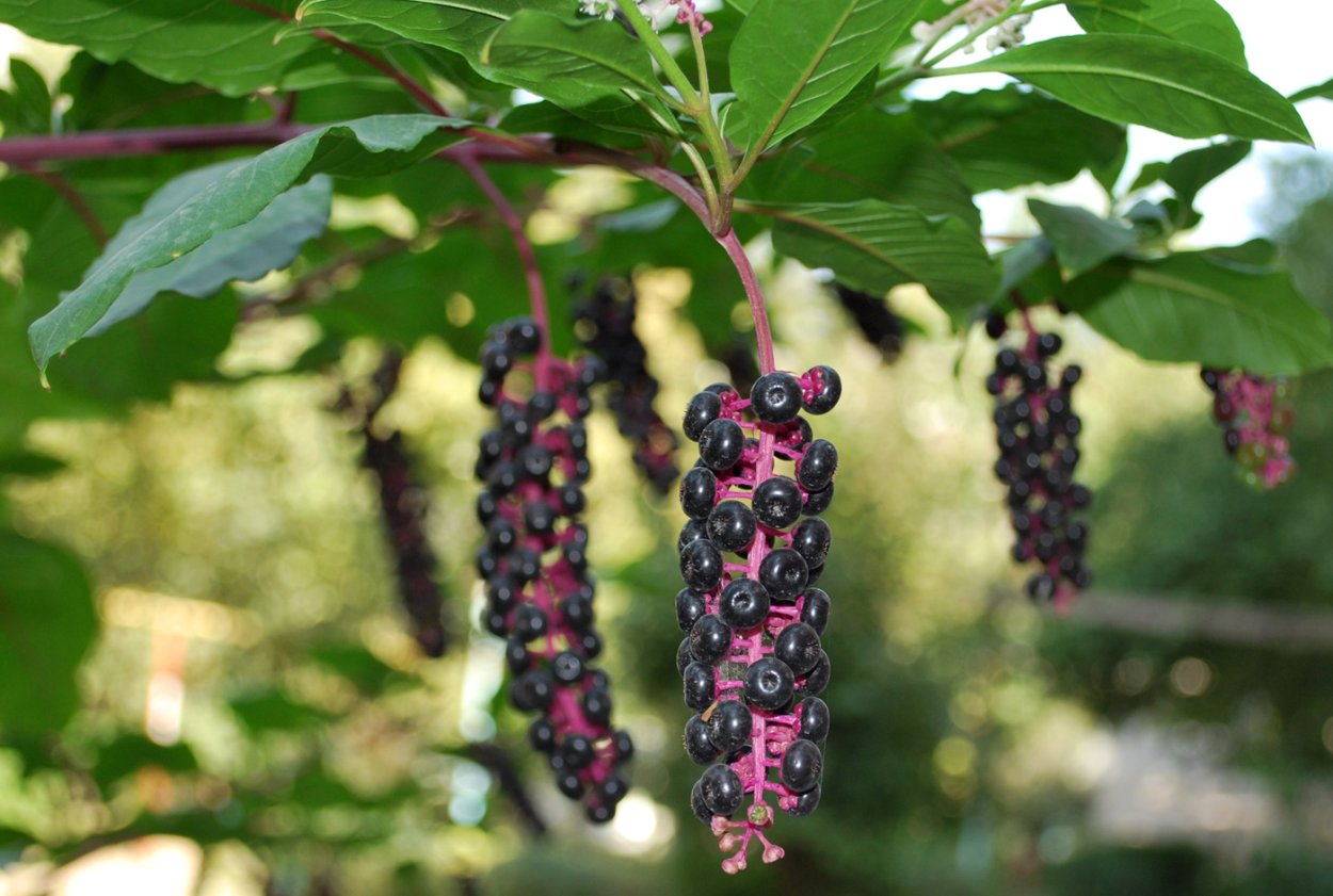 Phytolacca (лаконос американский)