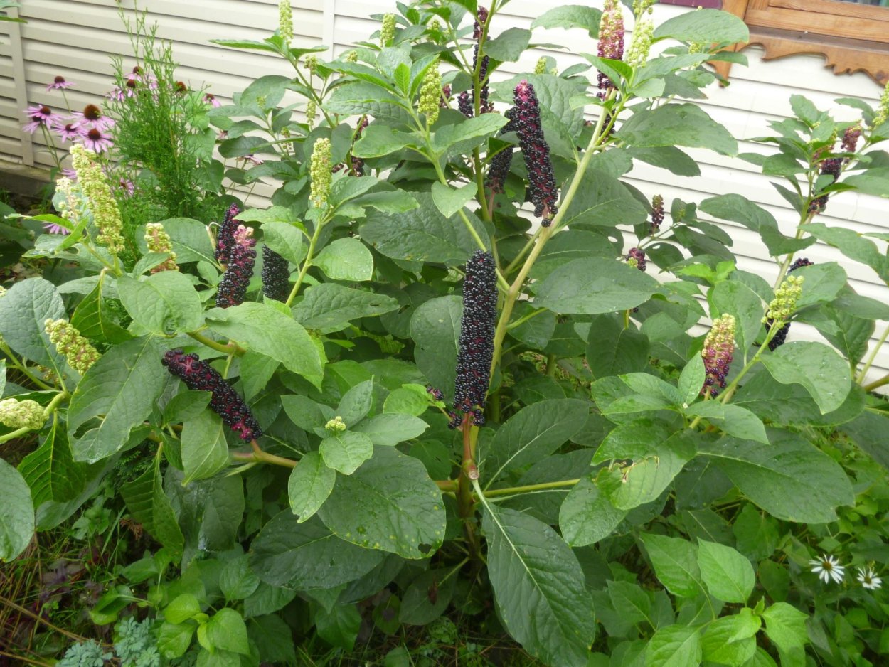 Лаконос ягодный съедобный