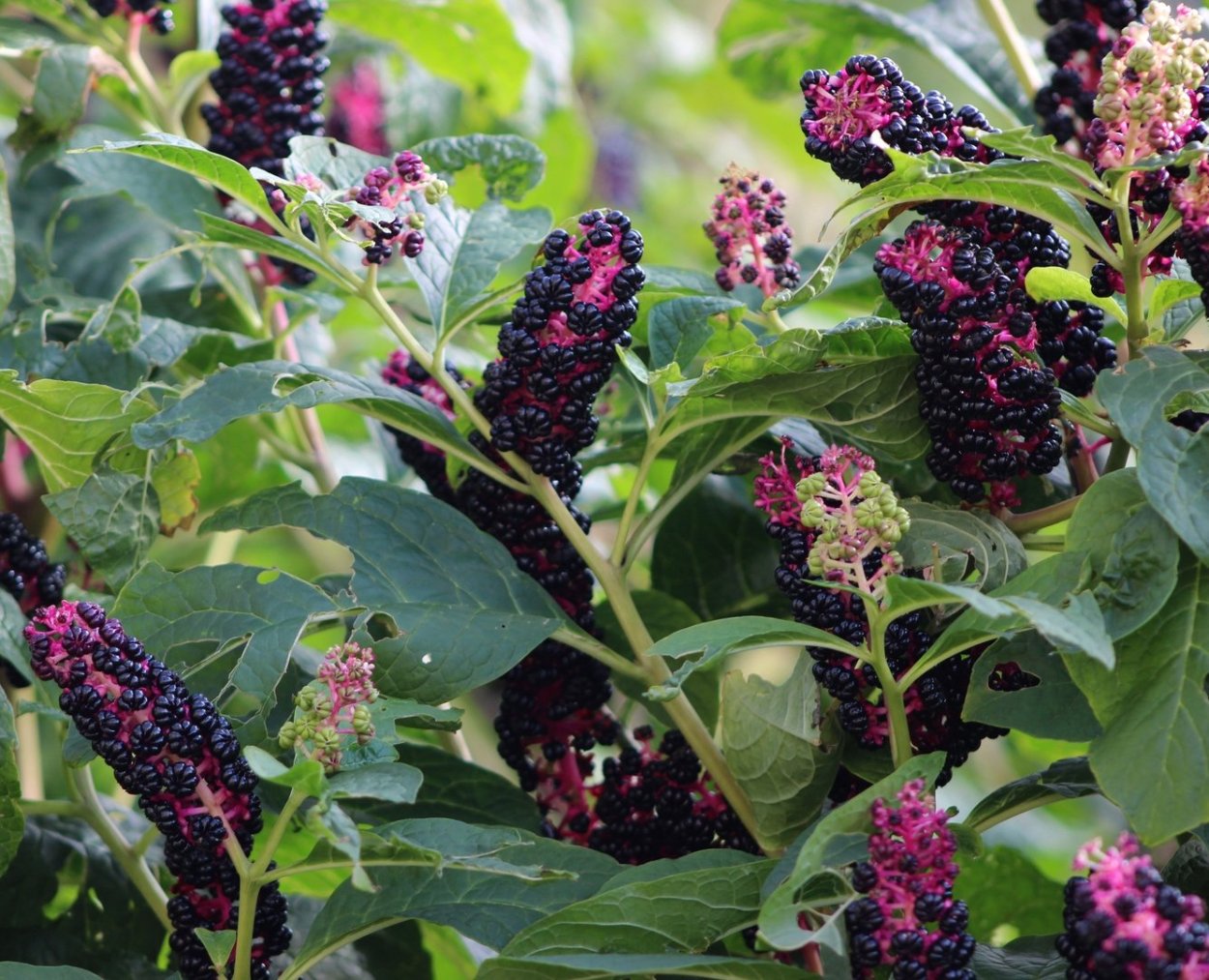 Лаконос фитолакка костянковая