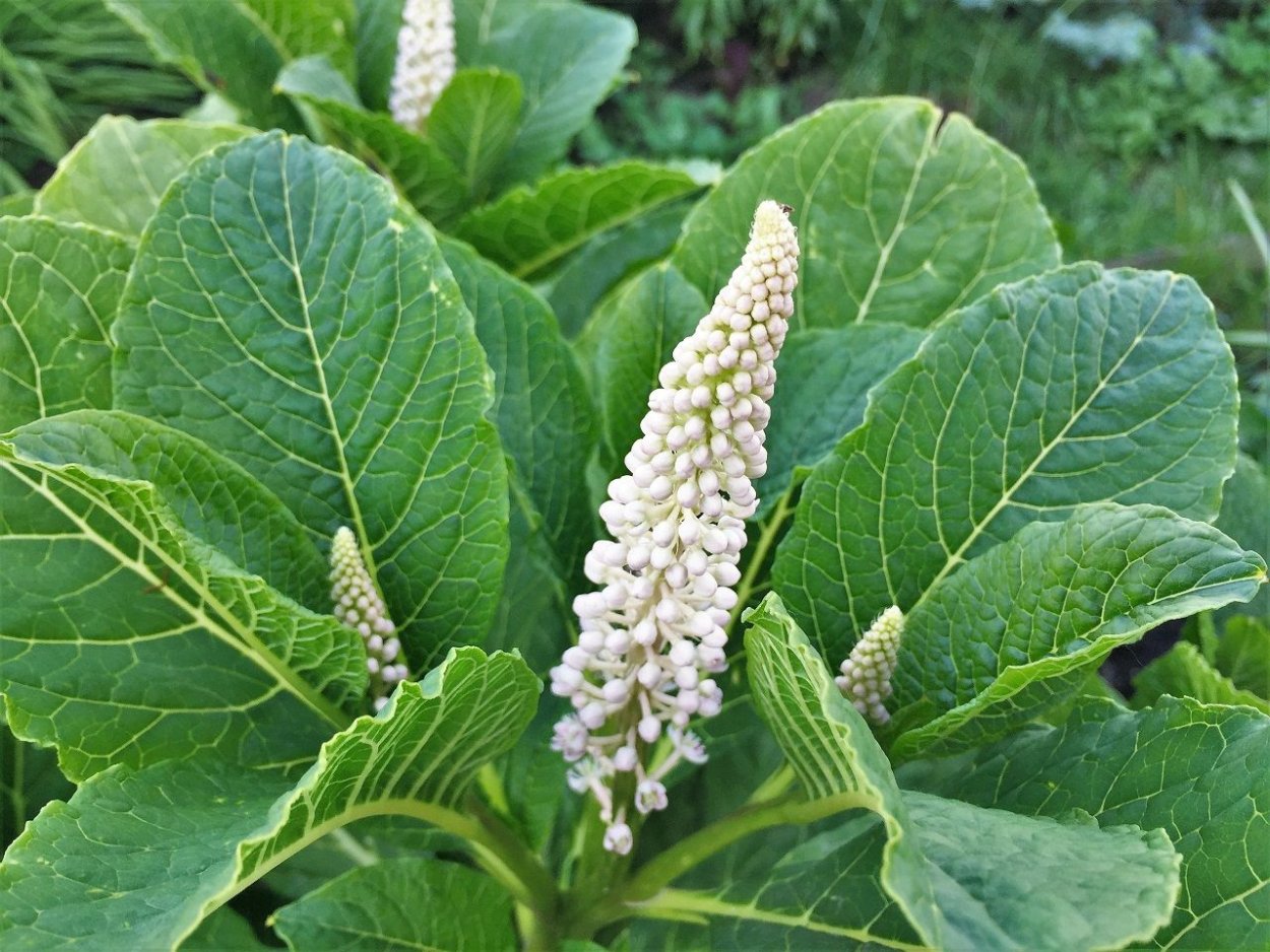 Лаконос американский