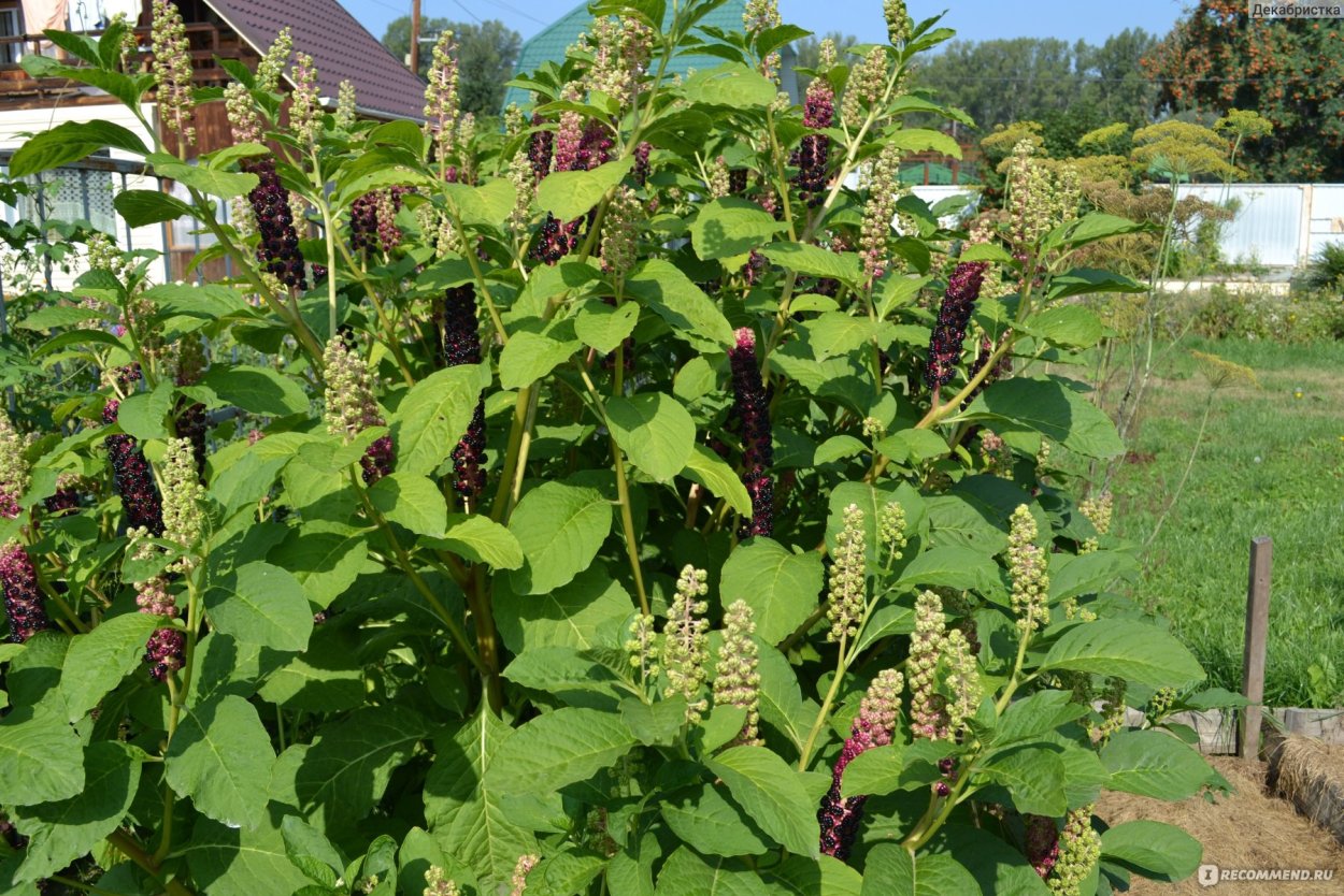 Фитолакка Кларк