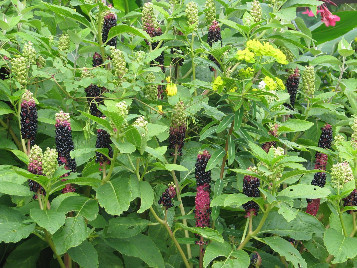 Фитолакка Американа