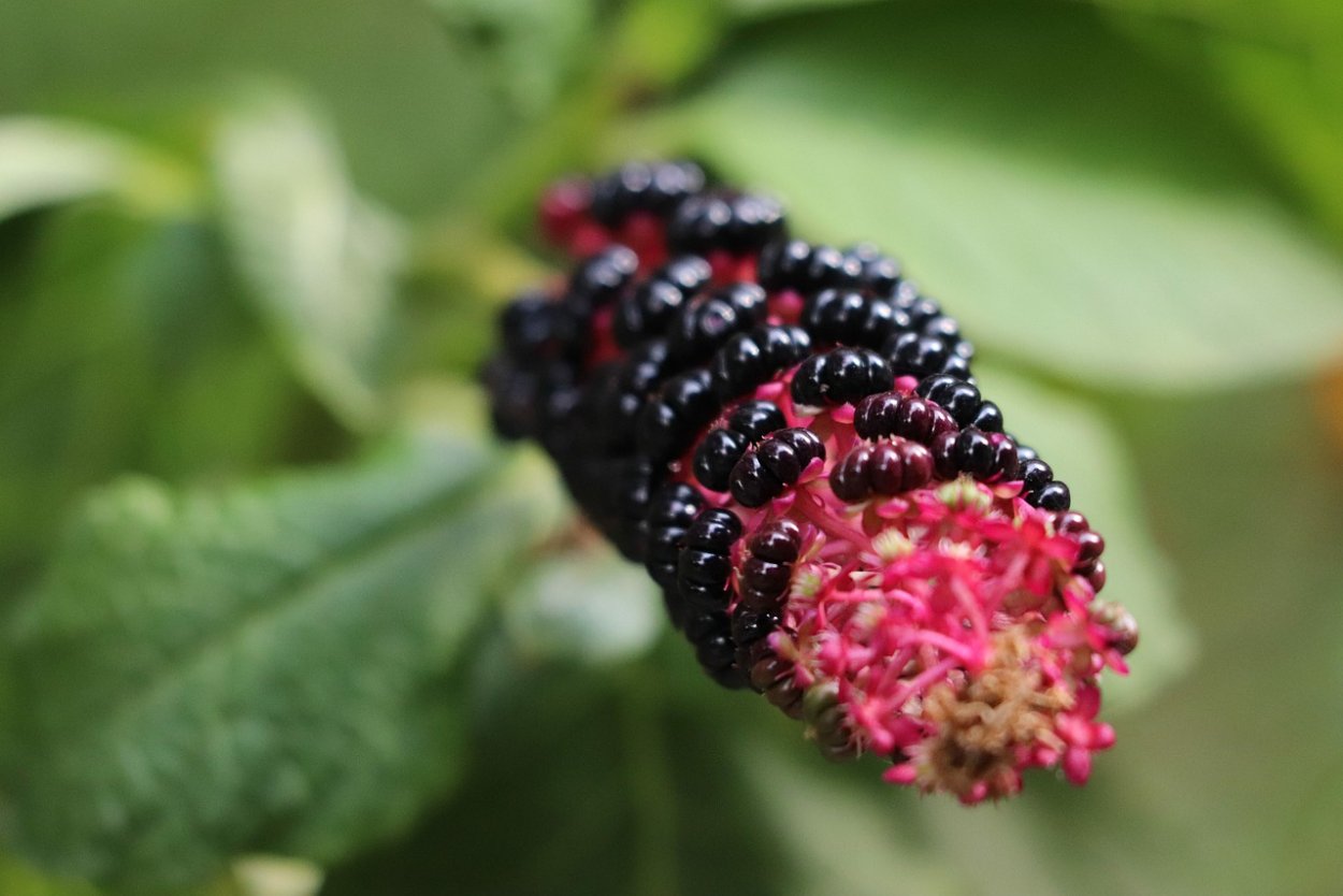 Phytolacca Americana