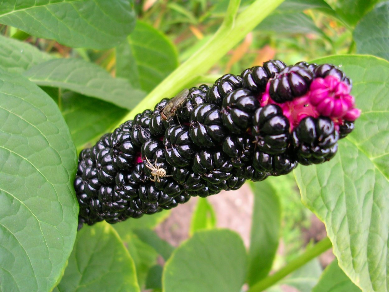 Лаконос двудомный Phytolacca