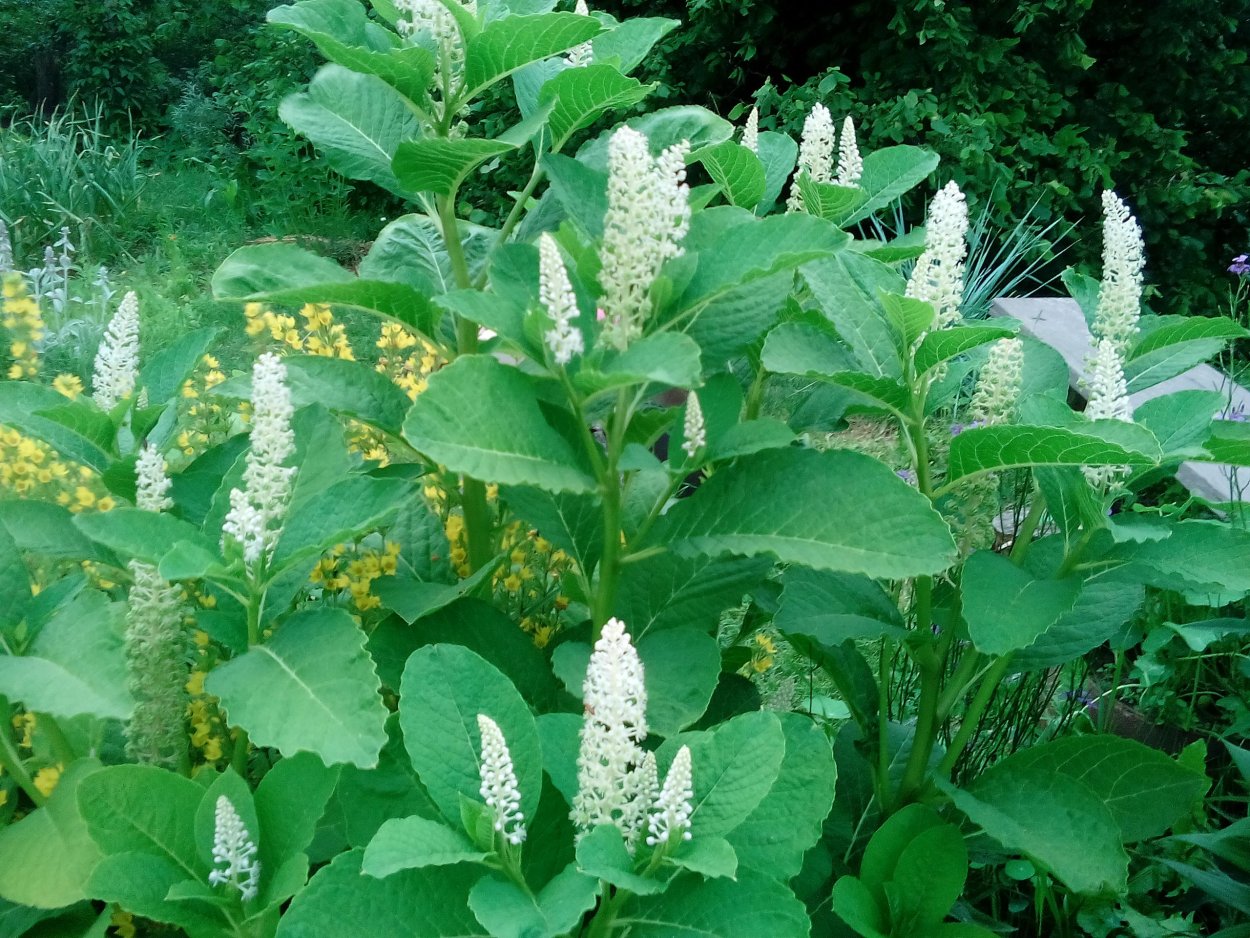 Фитолакка лечебная лаконос