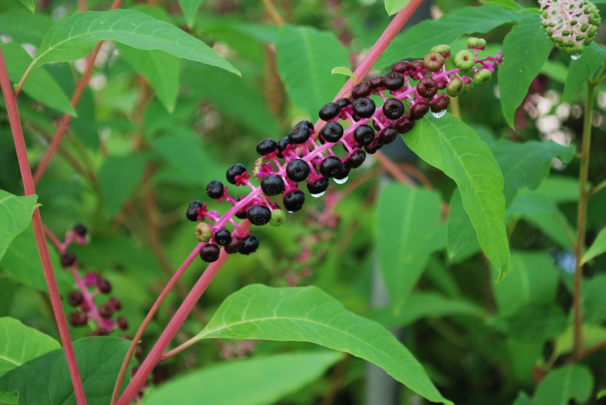 Лаконос куст