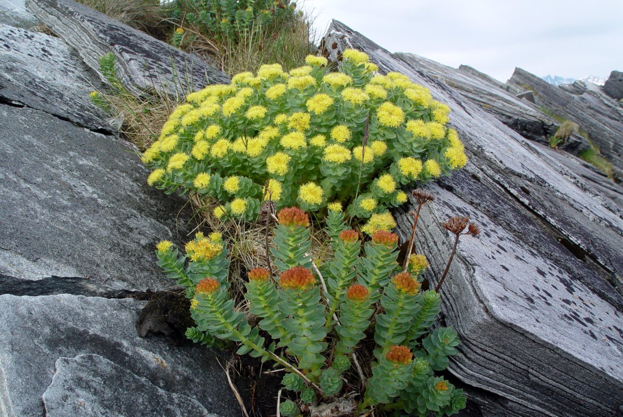 Родиола розовая Rhodiola rosea