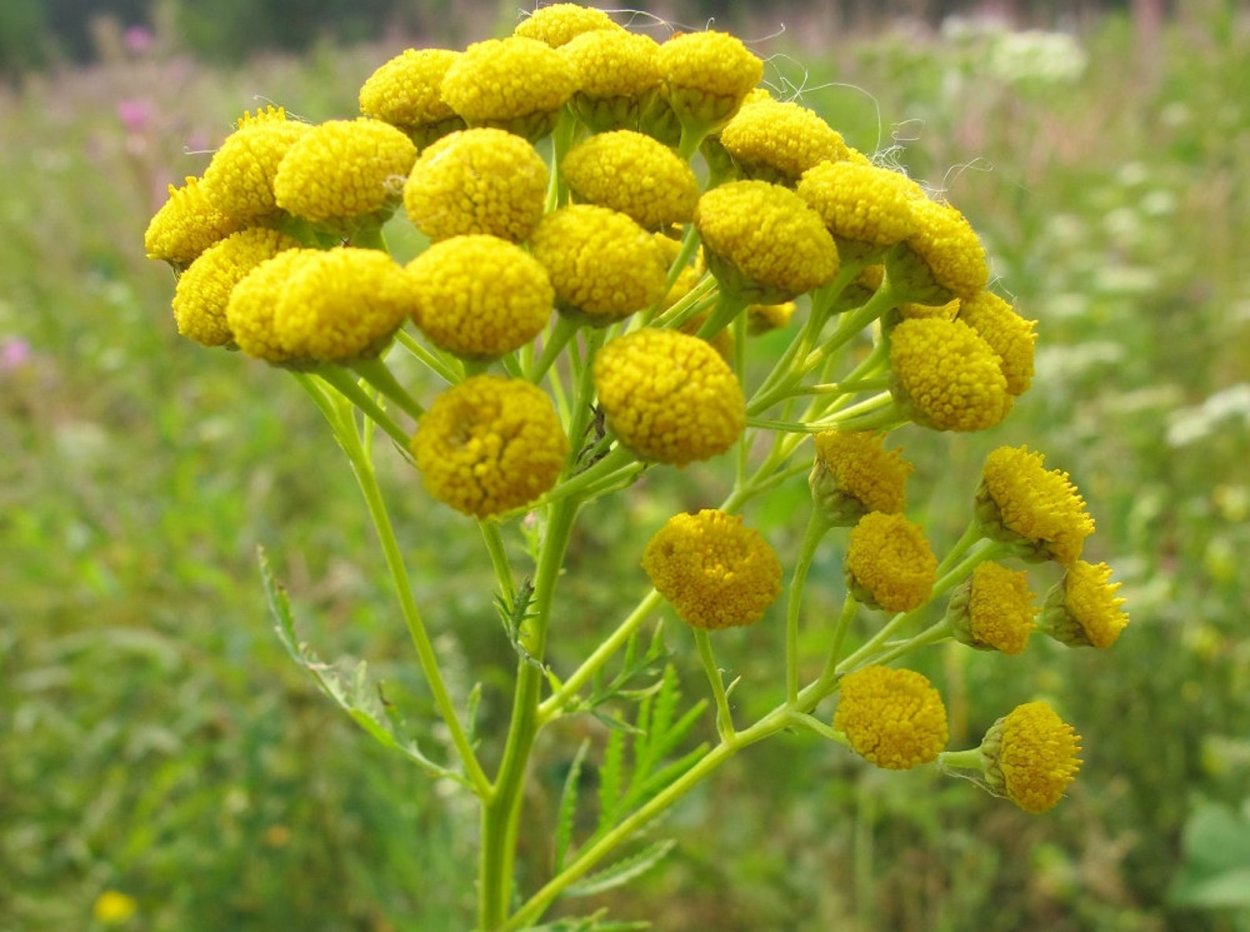 Пижма обыкновенная (Tanacetum vulgare)