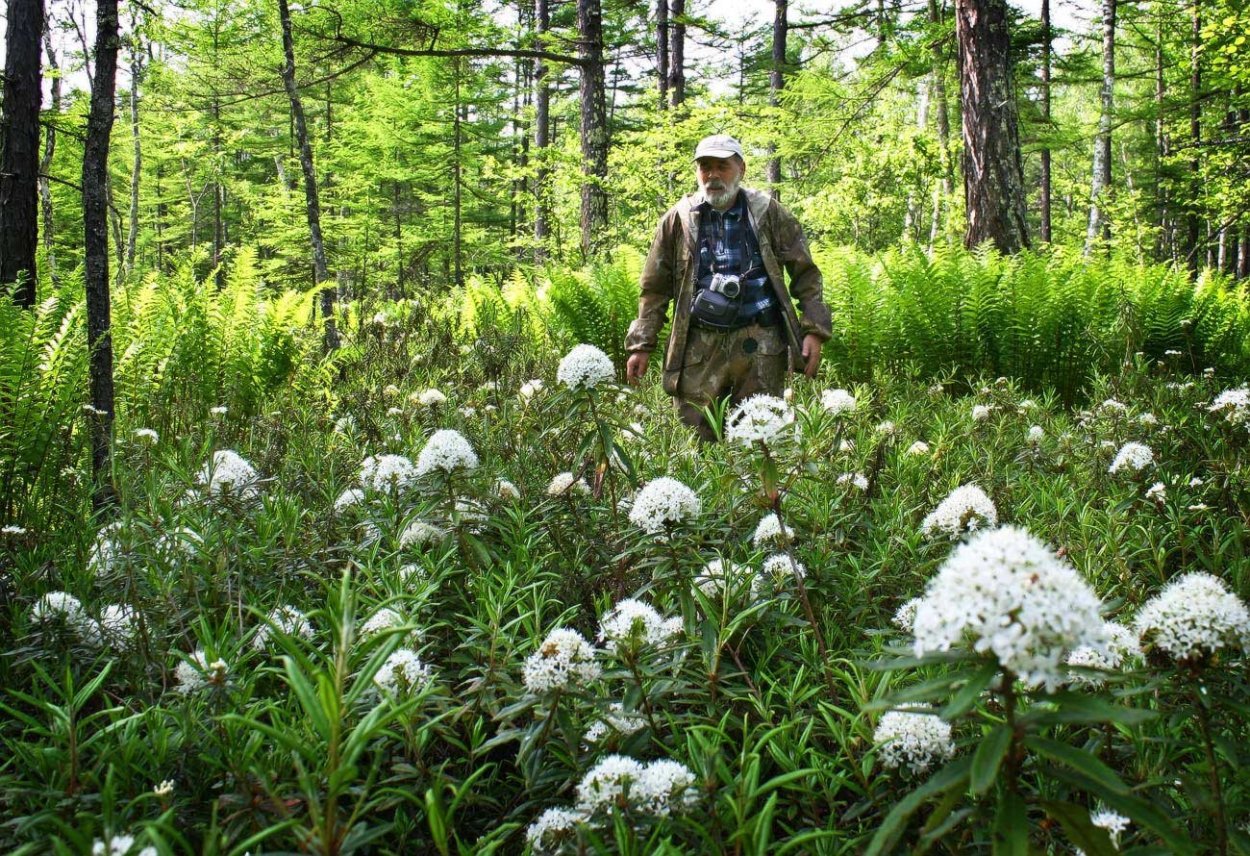 Травы Сибири Красноярск