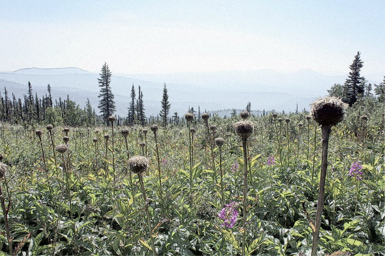 Прострел - сон трава