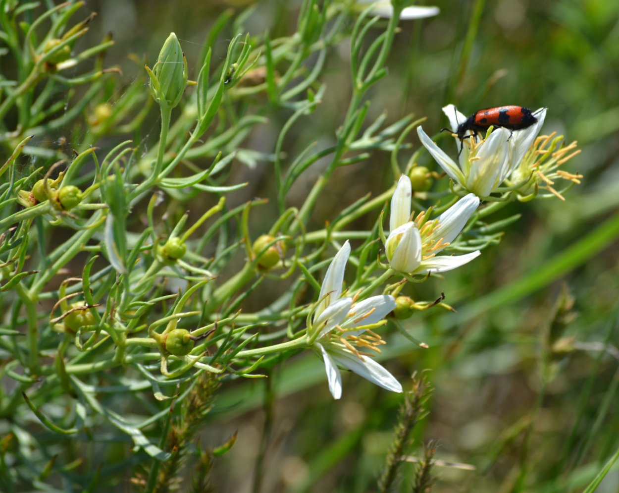 Бирский могильник