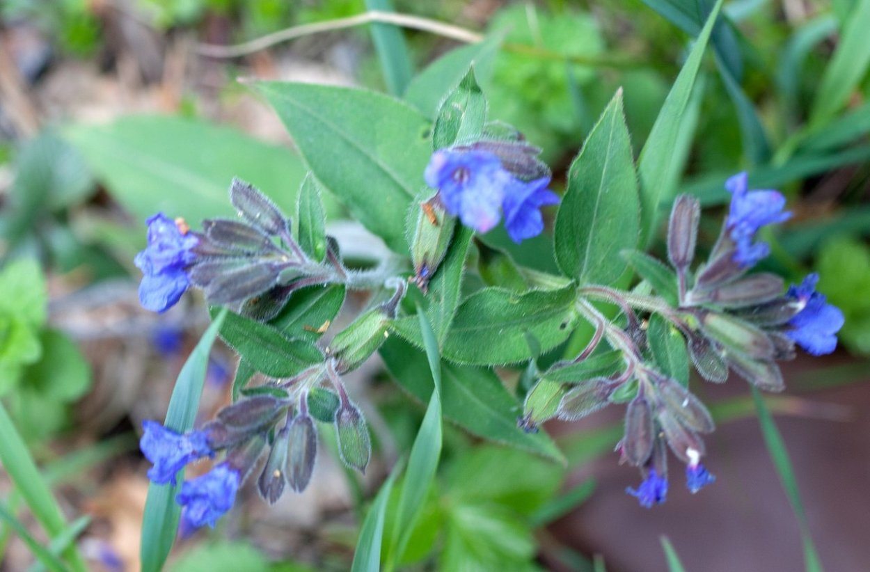 Йодная трава Медуница