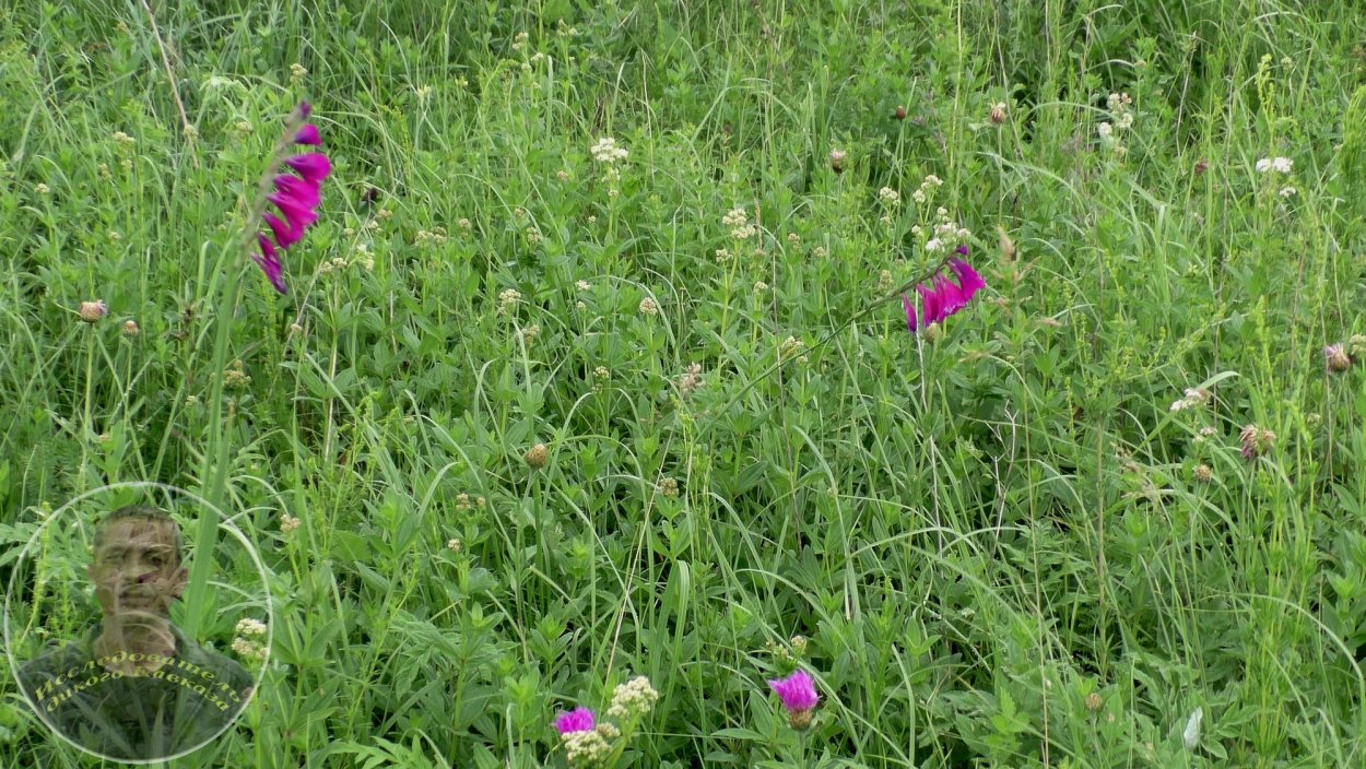 Дикая рута, гармала