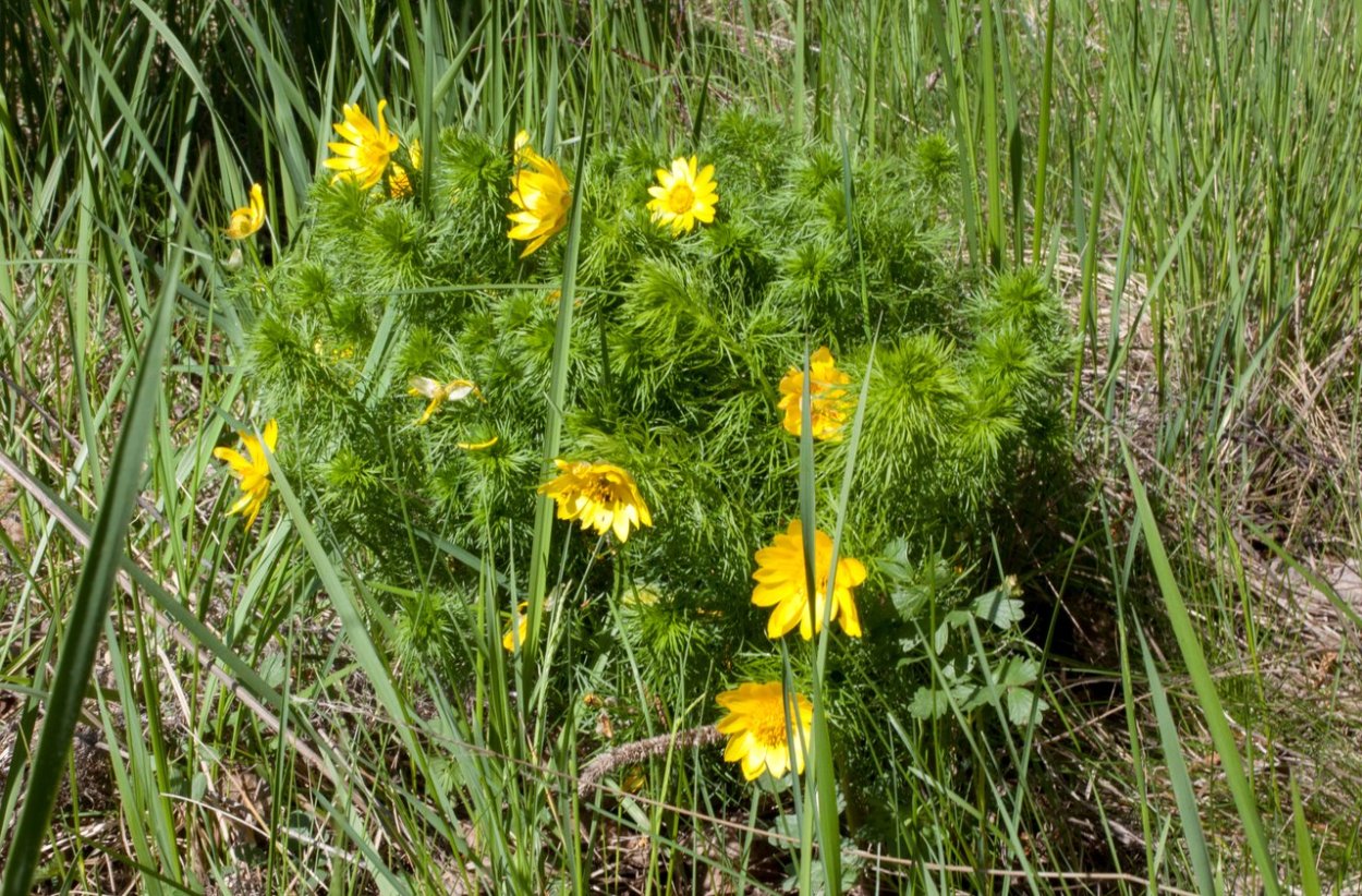 Травянистые растения Западной Сибири