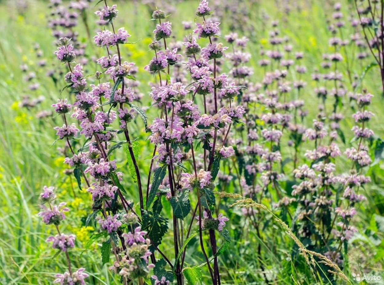 Живучка ползучая Дикая