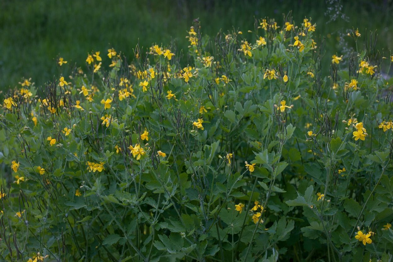 Цветок Здравица