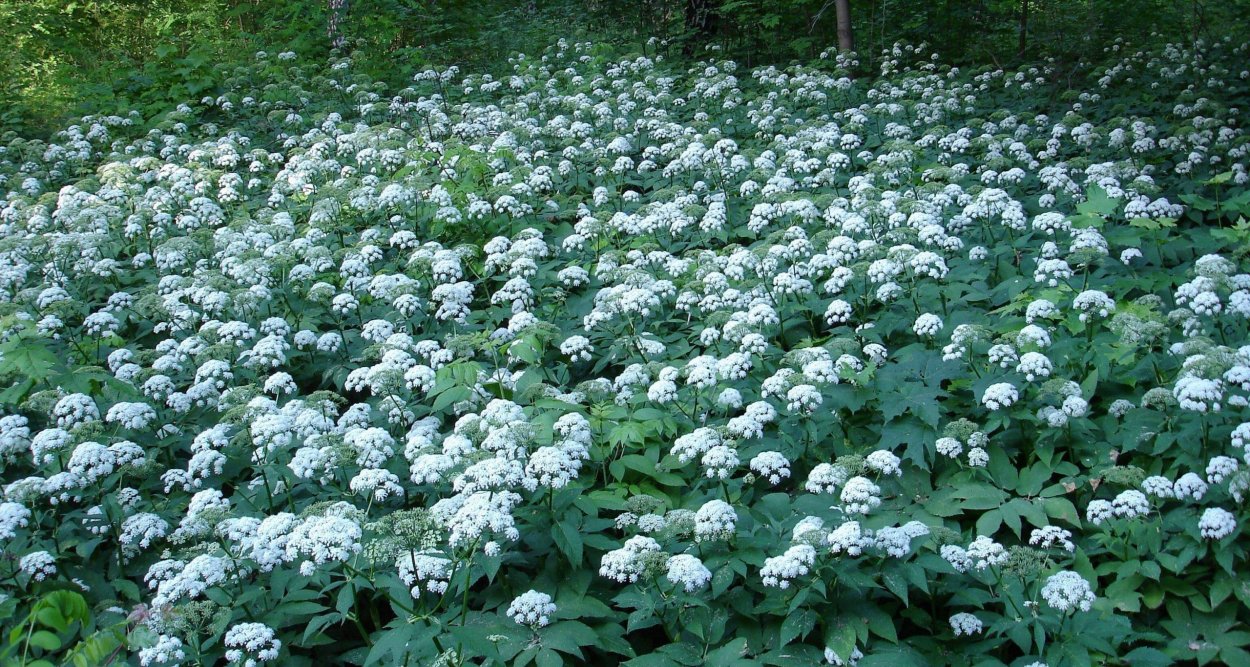 Сныть (Aegopodium podagraria)