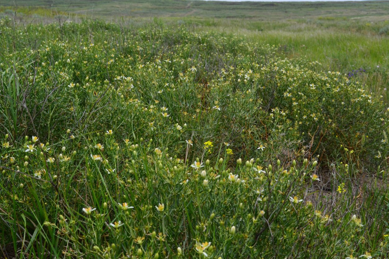 Гармала обыкновенная могильник