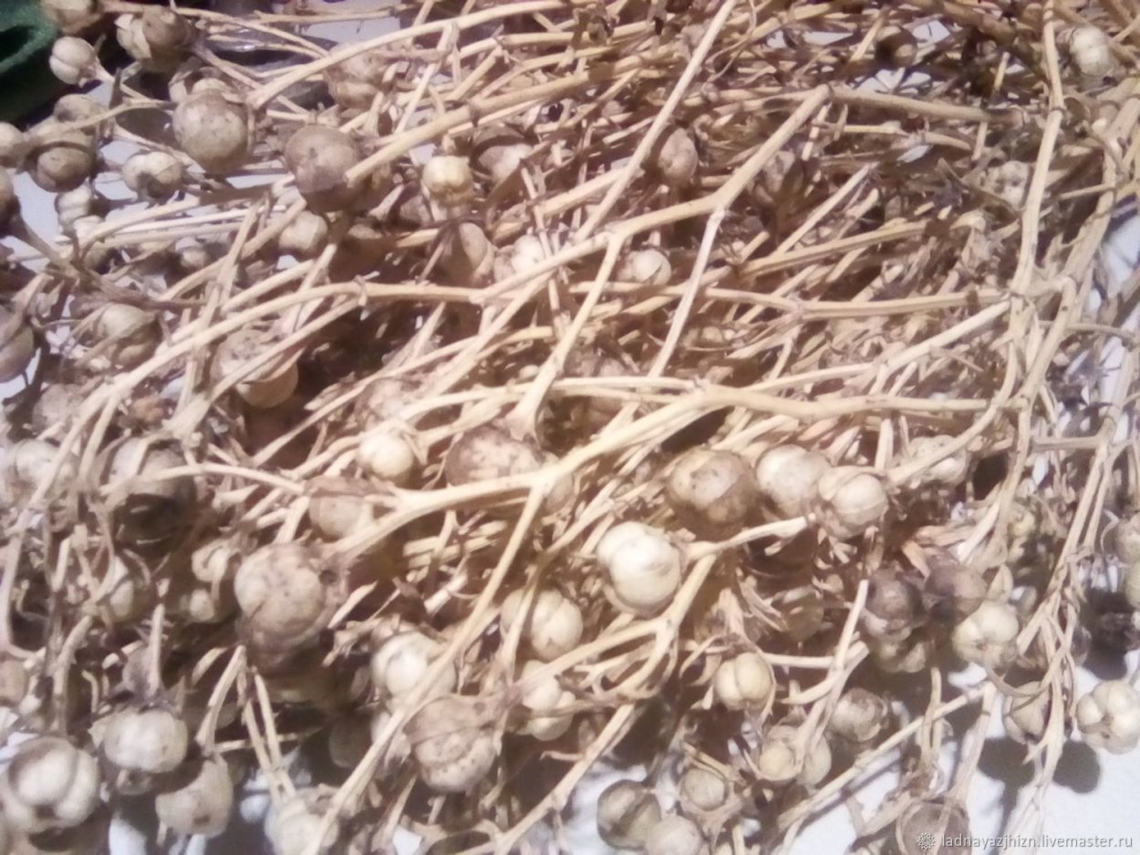 Гармала трава