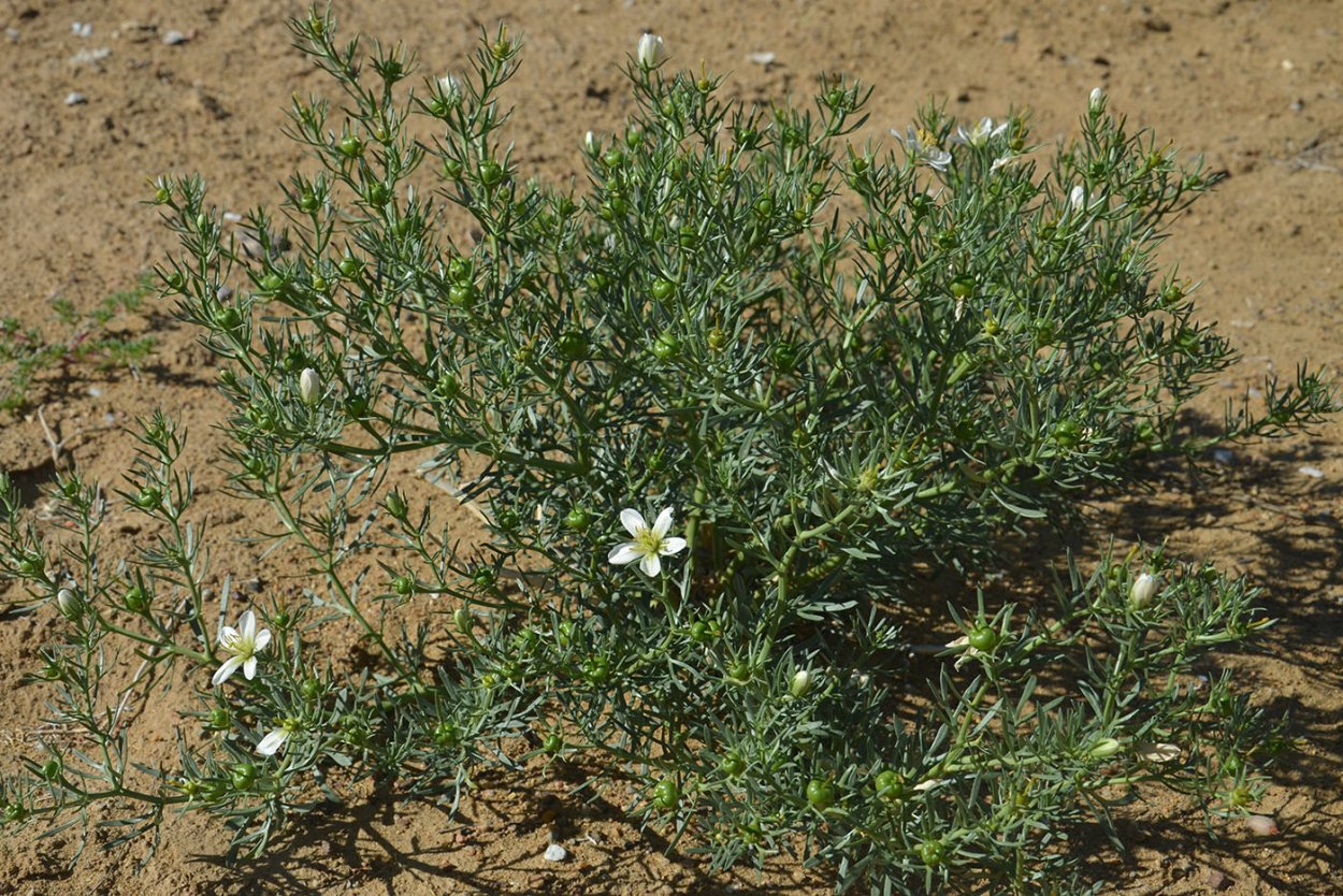 Гармала обыкновенная