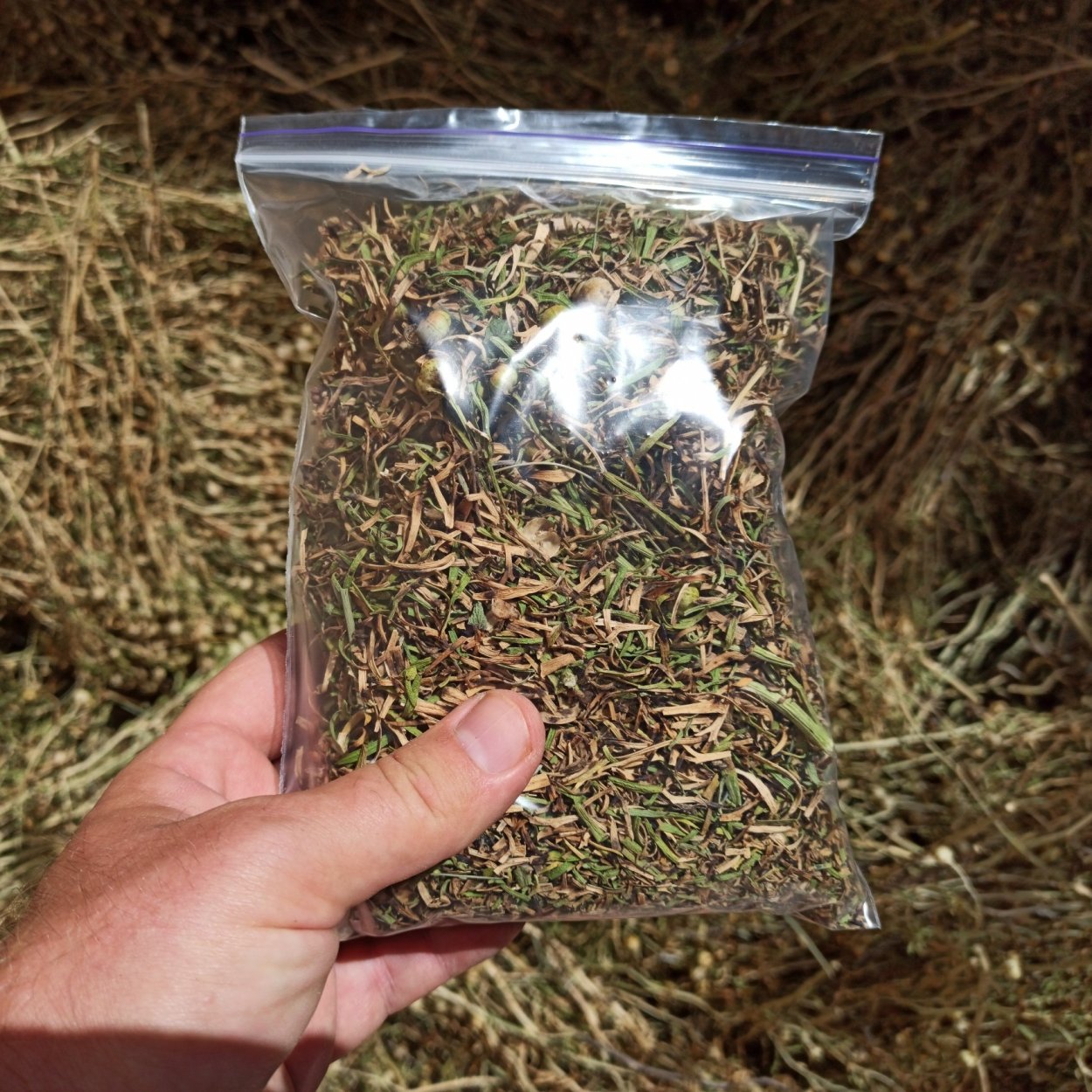 Гармала обыкновенная сухая