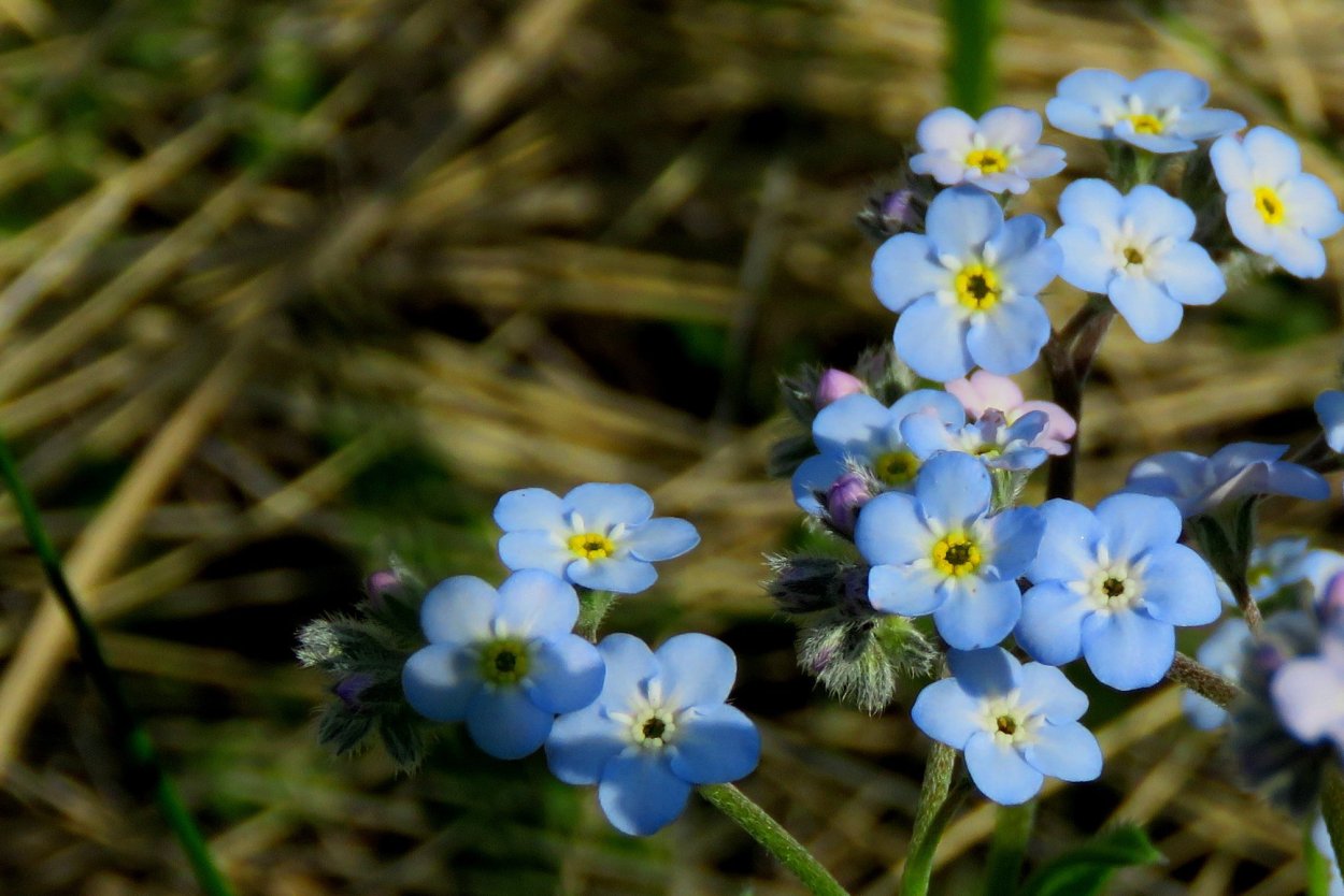 Могильник трава