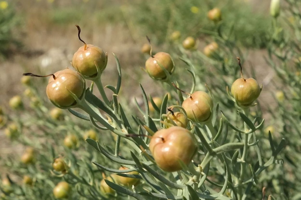 Гармала ВЕДЬМИНА трава