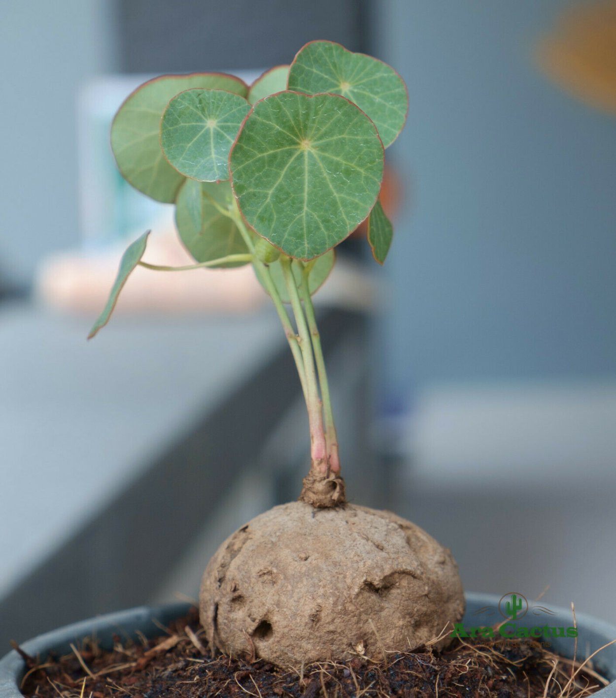 Стефания Эректа