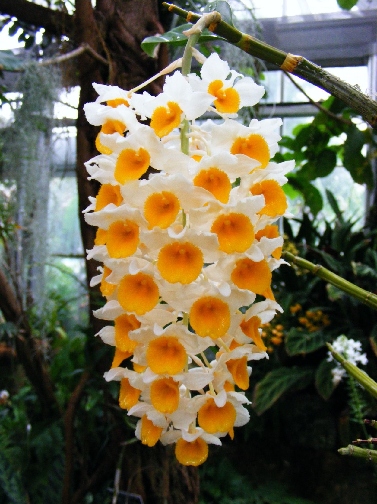 Стефания цветок комнатный фото