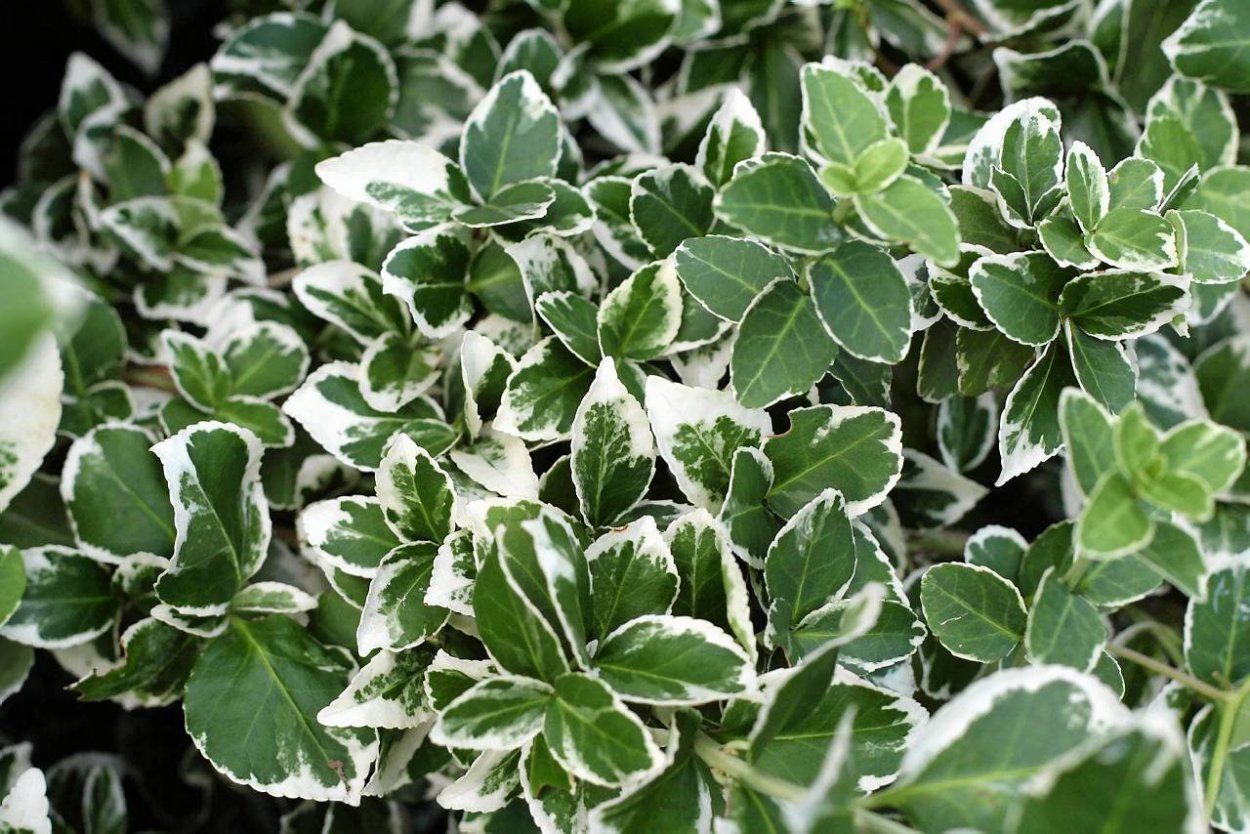 Бересклет Эонимус