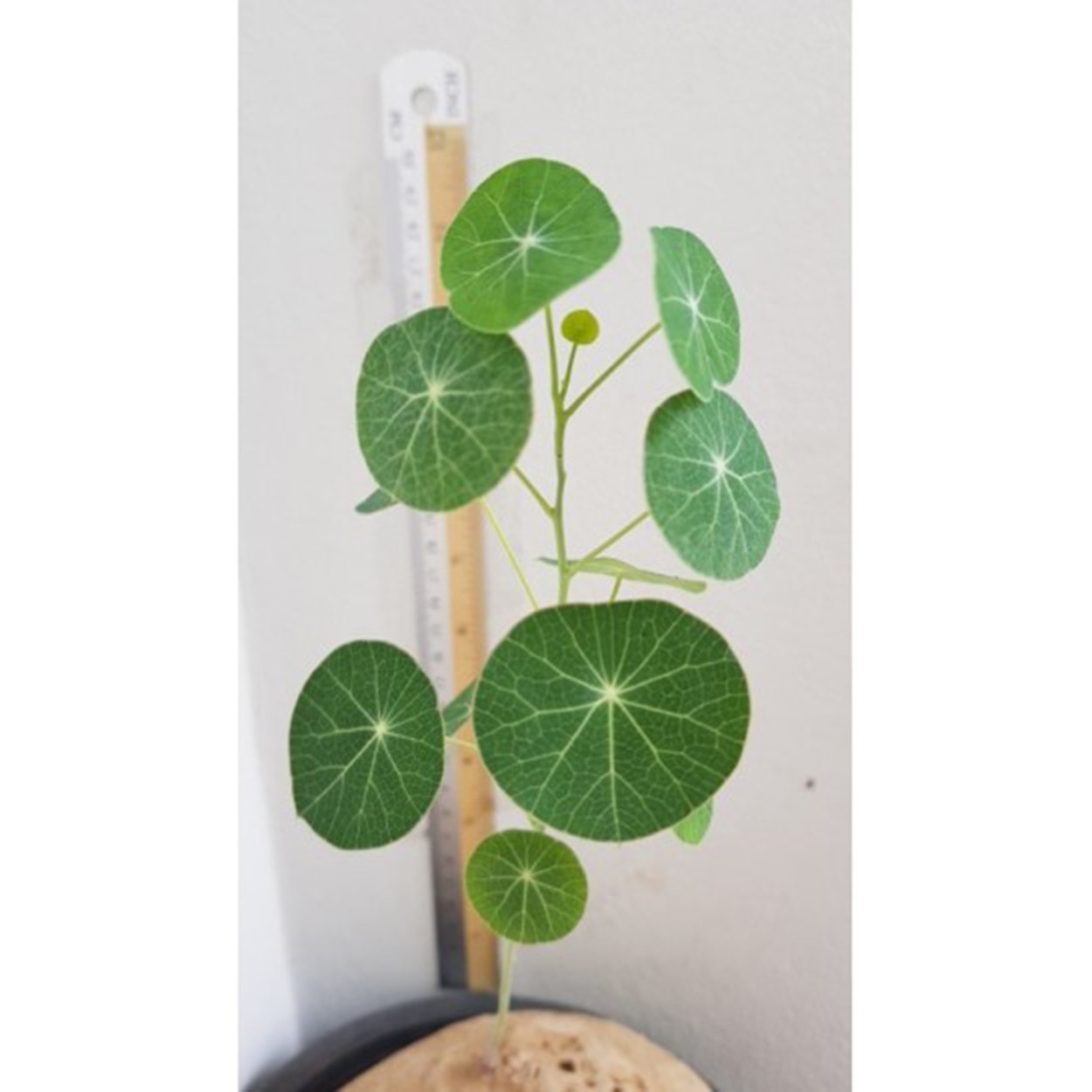 Stephania yunnanensis