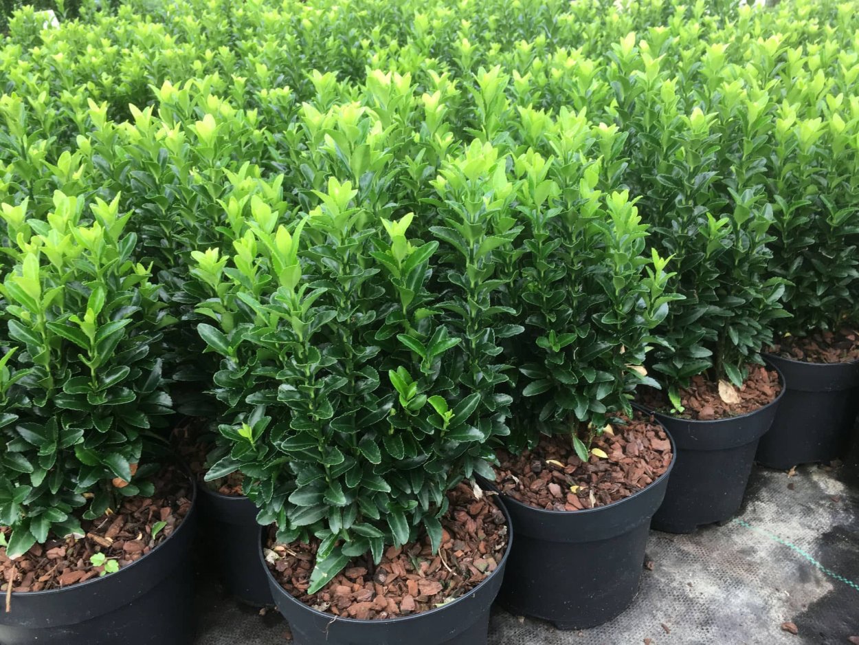 Бересклет Форчуна 'Aureo-variegata'