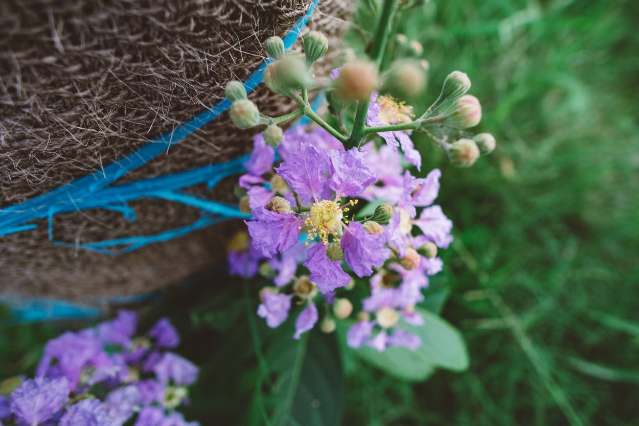 Стефанотис мадагаскарский Жасмин