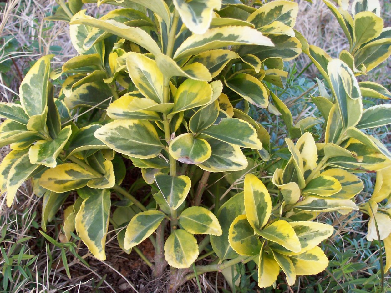 Бересклет Ауреомаргината