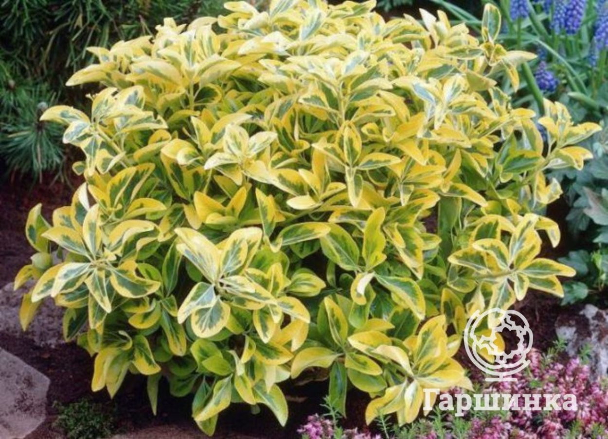 Бересклет бирючина