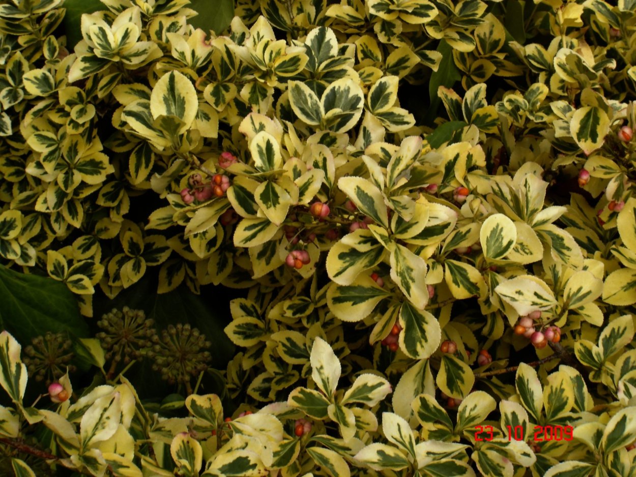 Euonymus microphyllus