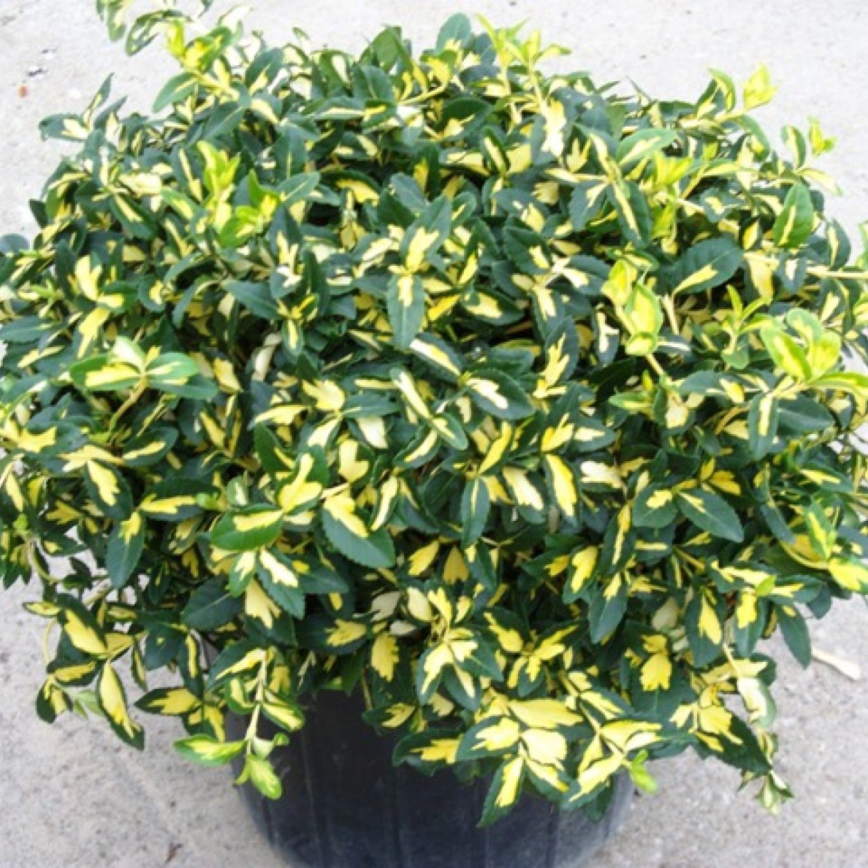 Бересклет японский Форчуна