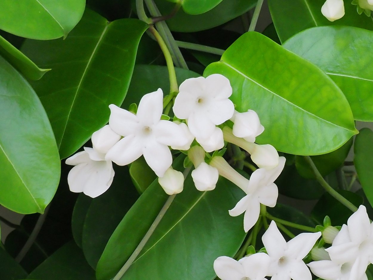 Stephania yunnanensis