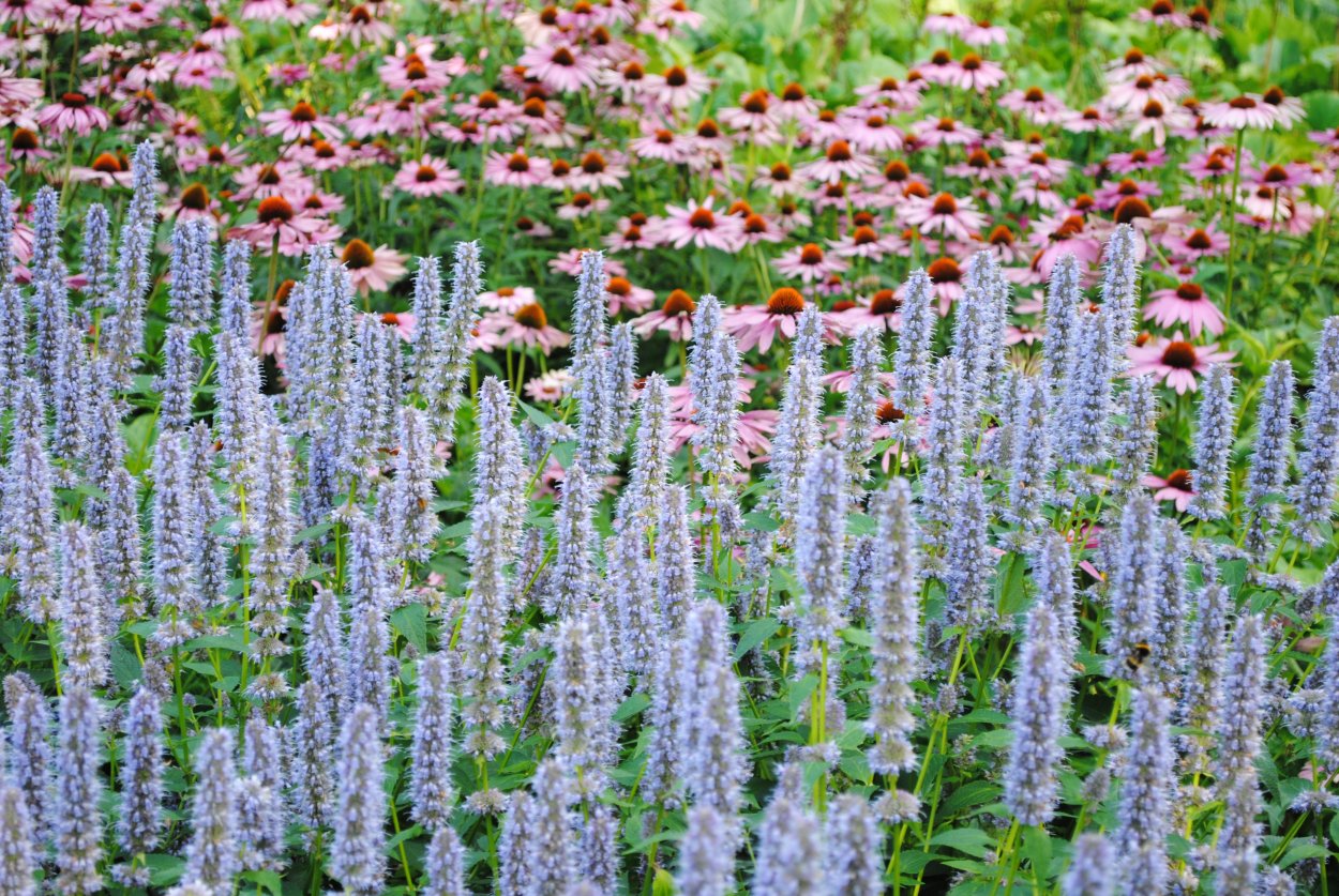 Диоскорея слоновая