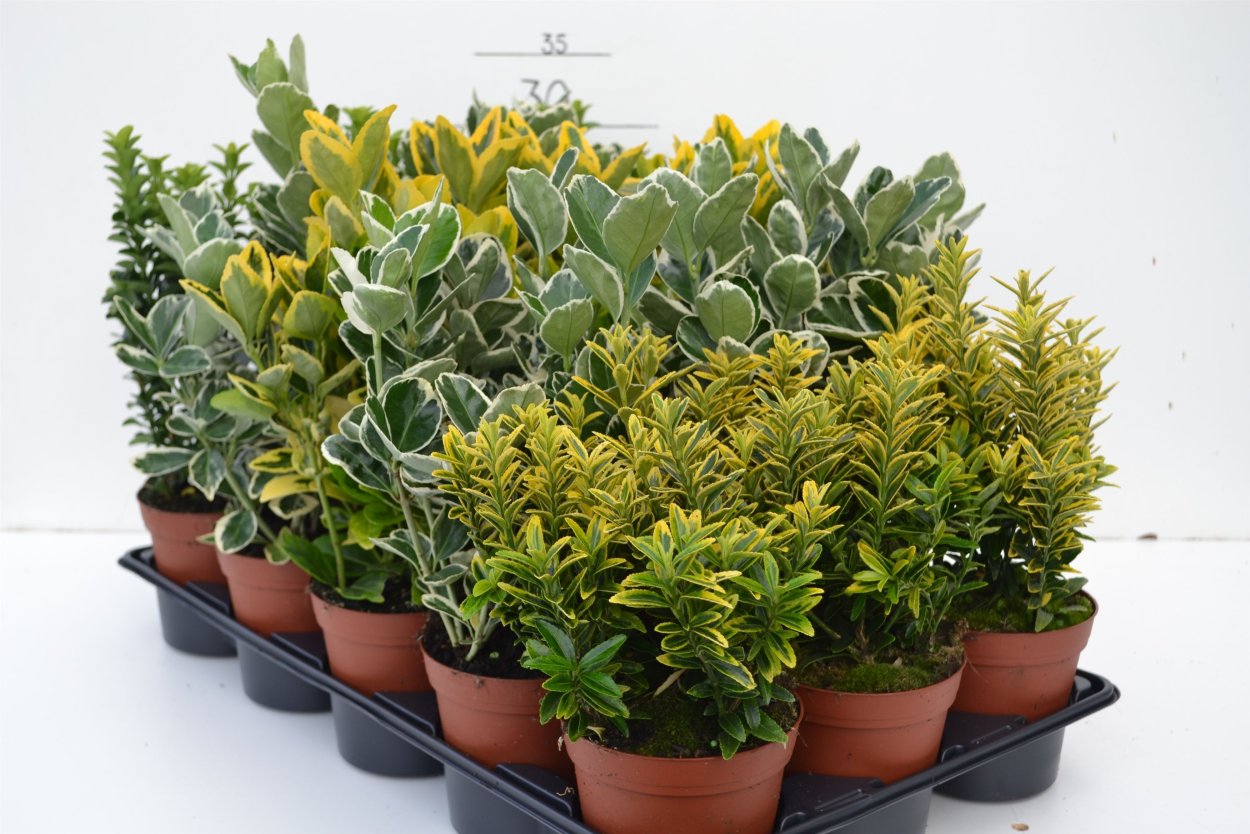 Бересклет Ауреомаргината