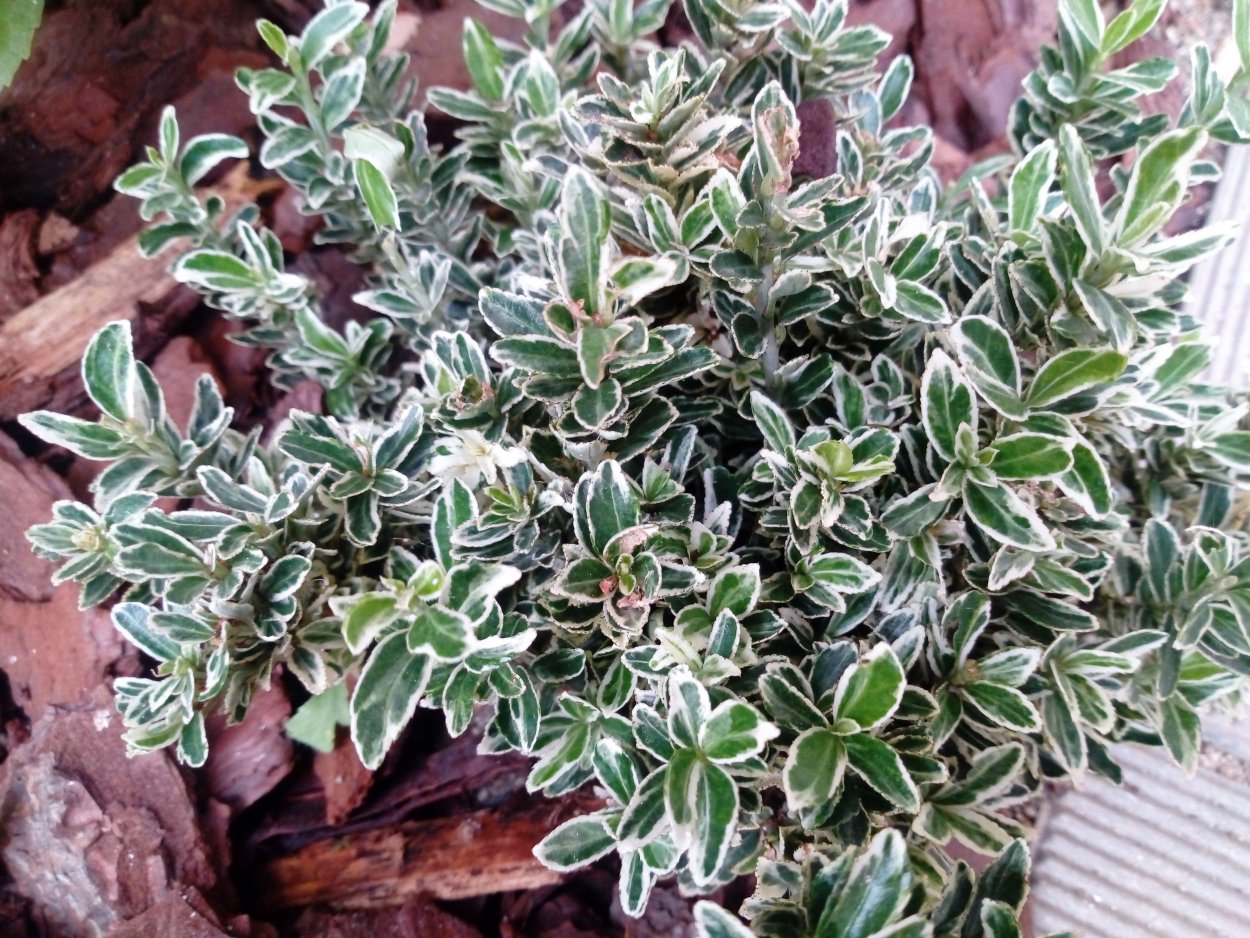 Euonymus japonicus microphyllus