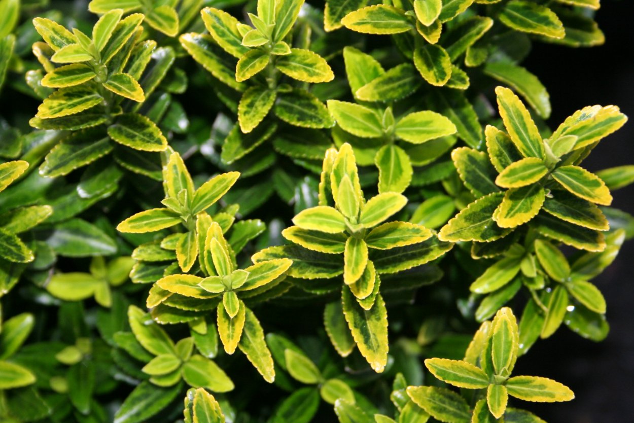 Бересклет Форчуна Вариегатус