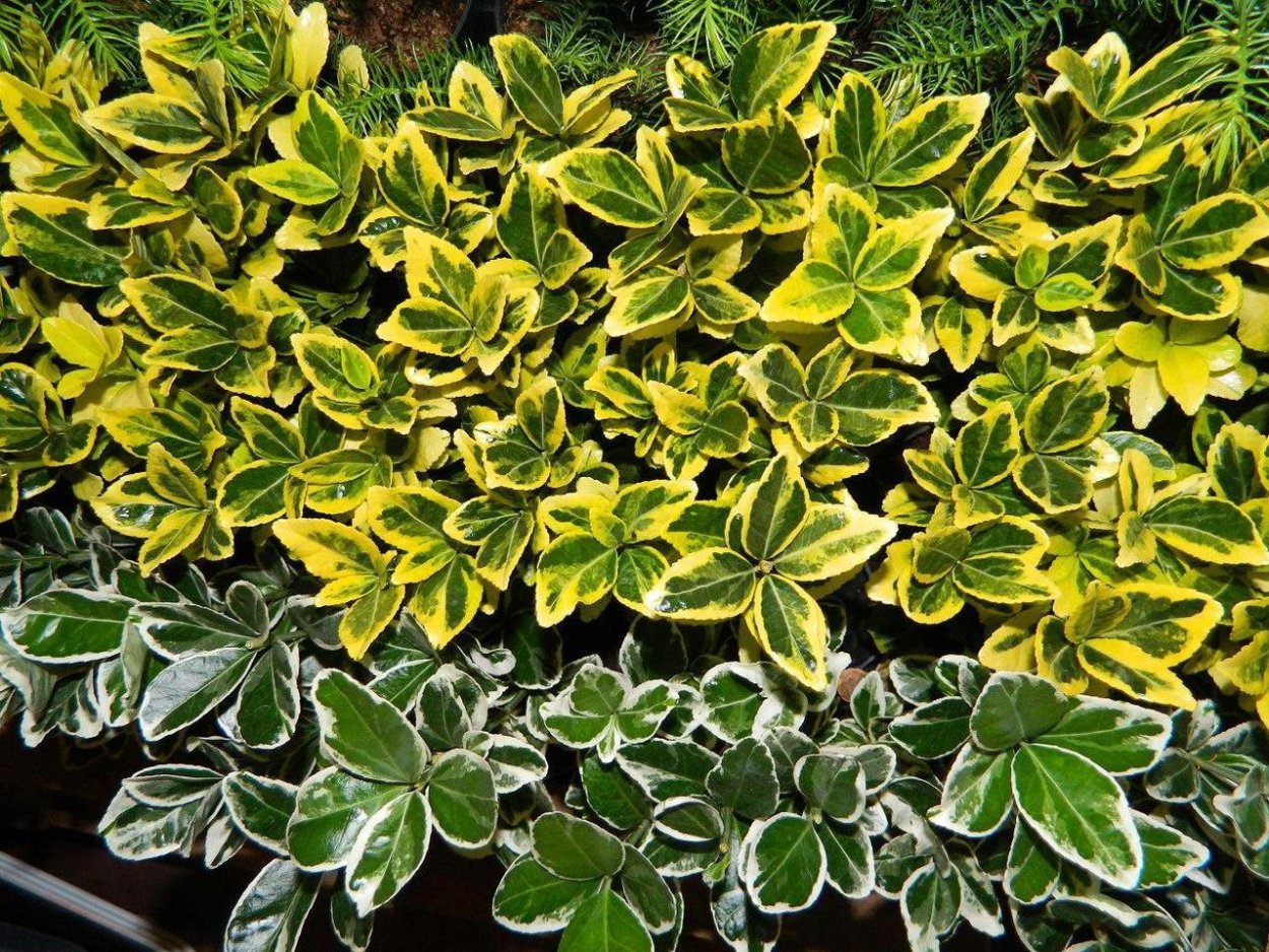 Бересклет Ауреомаргината