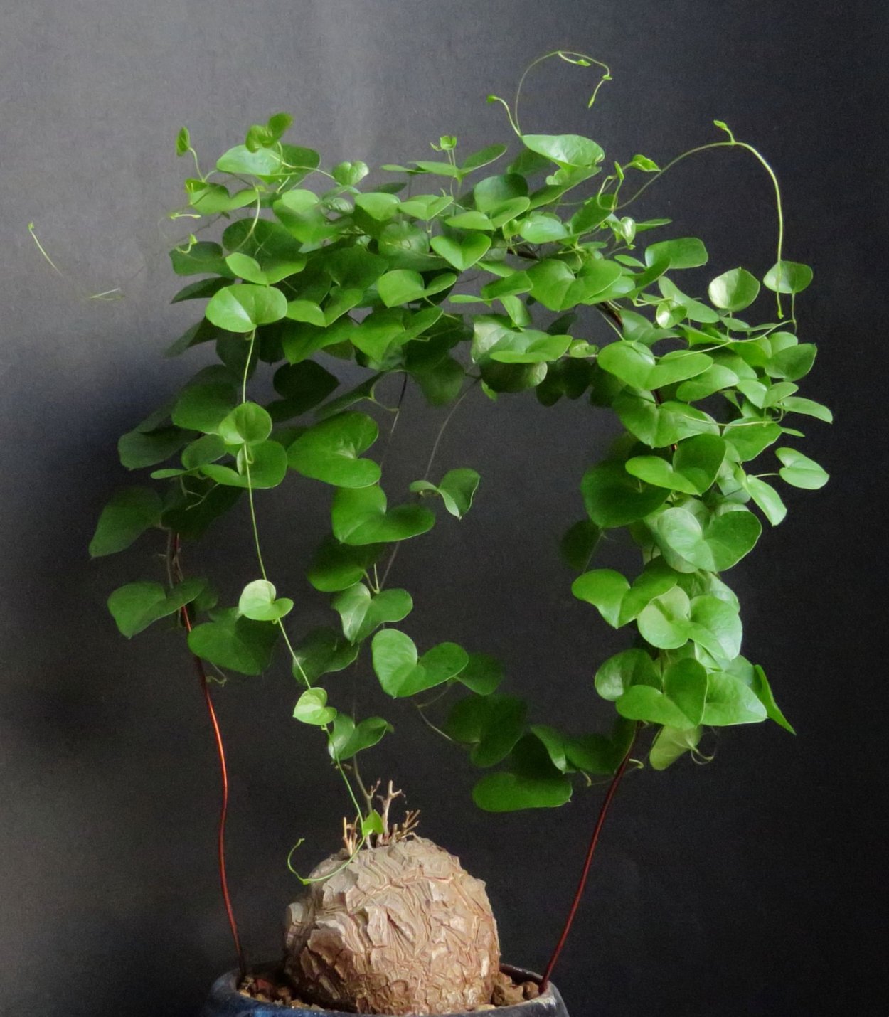 Стефания цветок