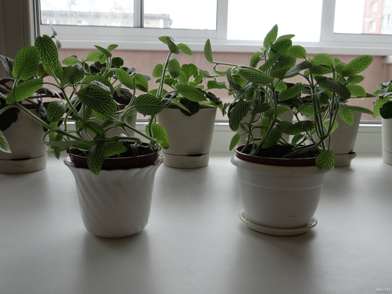 Жасмин Стефанотис