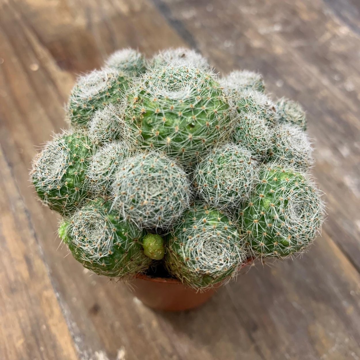 Morning Glory трава