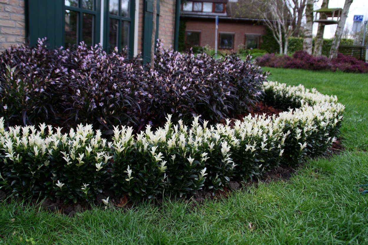 Бересклет Ауреомаргината